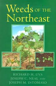 northeast weeds
