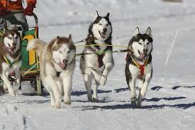 siberian husky sled dogs