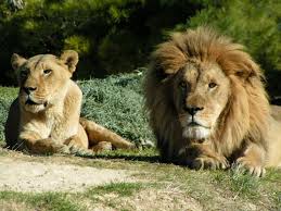 les animaux de l afrique