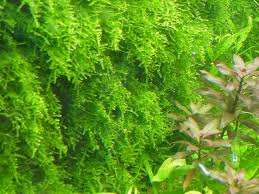 aquatic moss