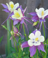 columbine plants