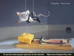 funny pictures of animals