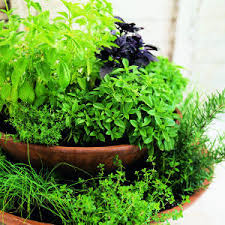 potted herb garden