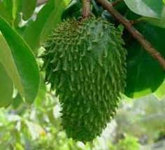soursop