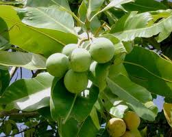 http://t0.gstatic.com/images?q=tbn:h45oQ-u7_QX4cM:http://www.phytomania.com/herbs_and_medicinal_plants/medicinal_herbs_tamanu.jpg