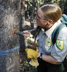 bark beetle