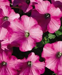 annual flowers photos