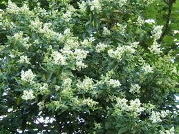 ovalifolium