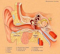 ear cancer