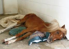 equine rescue
