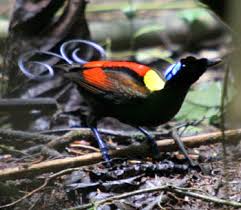 birds of paradise pictures