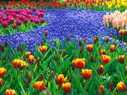 gardens in holland