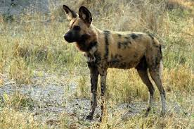 african wild dog
