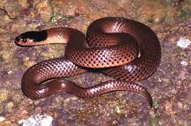 snake pictures