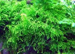 aquatic moss