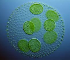 algae growth