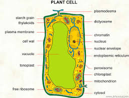 $$plant cell$