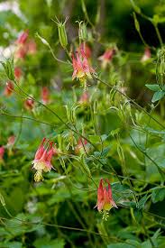 columbine plants