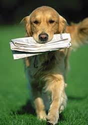 dog newspaper