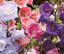 pink canterbury bells
