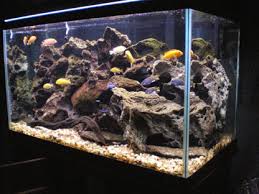 cichlid rocks