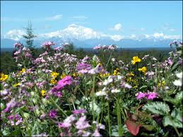 alaska flowers