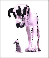 animaux marrante