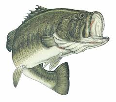 smallmouth bass