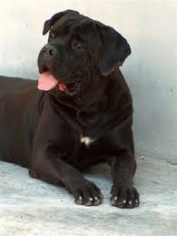 cane corso vs pitbull