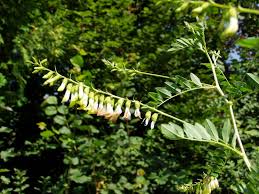 astragalus mongholicus