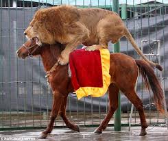 lion pic