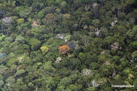 amazon rainforest canopy