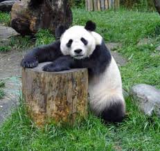 panda bears pictures
