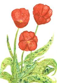 watercolor paintings flowers