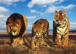 big cat posters