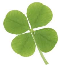 shamrock 4 leaf clover