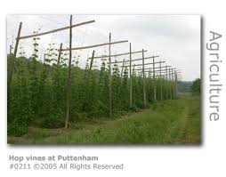 hop vines