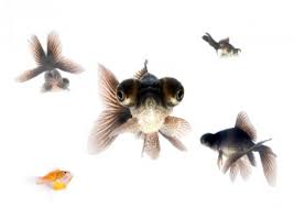 black moor goldfish
