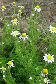 chamomile