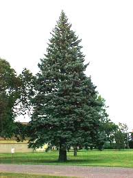 pictures white spruce trees