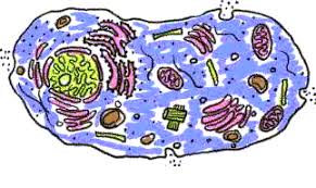 cell and heredity