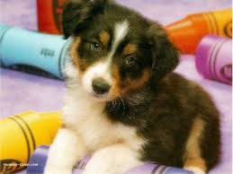 photo de chien trop mignon