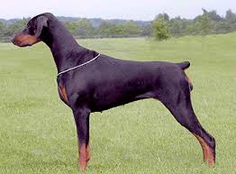brown doberman
