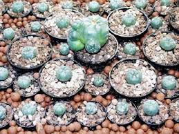 grow peyote