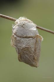 polyphemus moth cocoon
