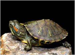 small turtles