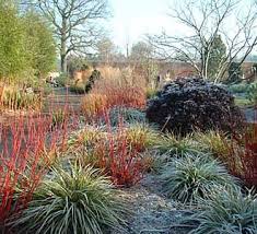 outdoor winter plants