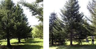 seed orchard