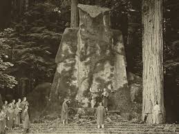 New Bohemian Grove Photos