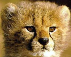 cheetah face